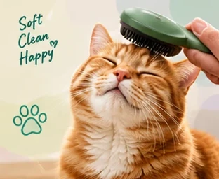 A ginger cat enjoying being brushed. Soft, clean, happy.