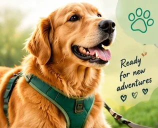 A golden retriever wearing a green harness outdoors. Ready for new adventures.